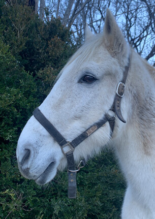 Edel