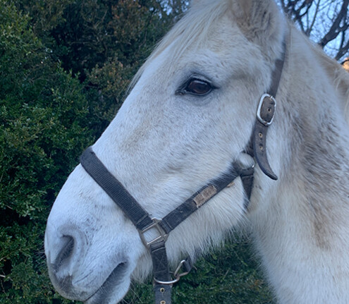 Edel